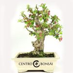 Bonsái 20 años Malus sp. ZP-E
