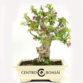 Bonsái 20 años Malus sp. ZP-E