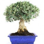 Bonsai 20 años Olea europaea