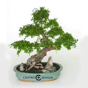Bonsái 20 años Zelkova parvifolia
