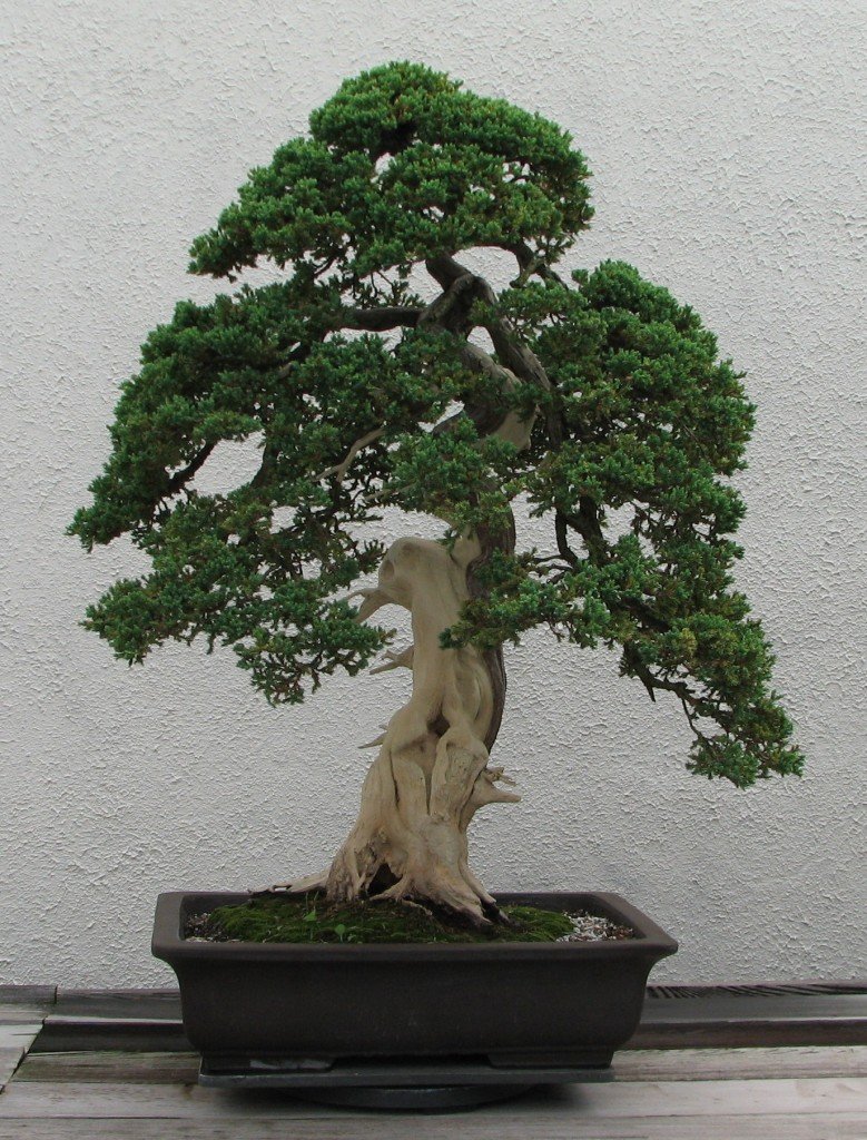 Bonsai Ficus