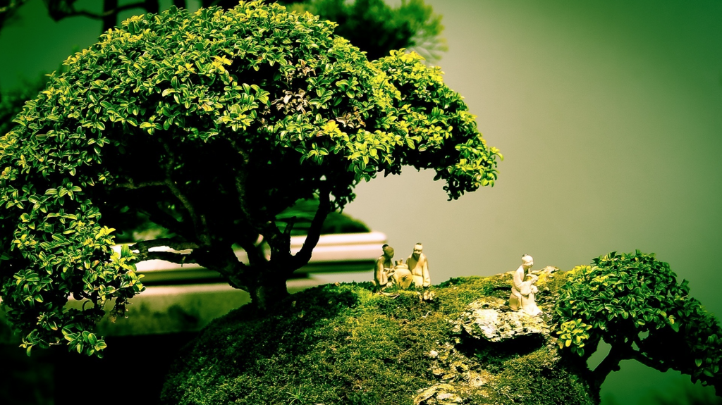 Bonsai barato