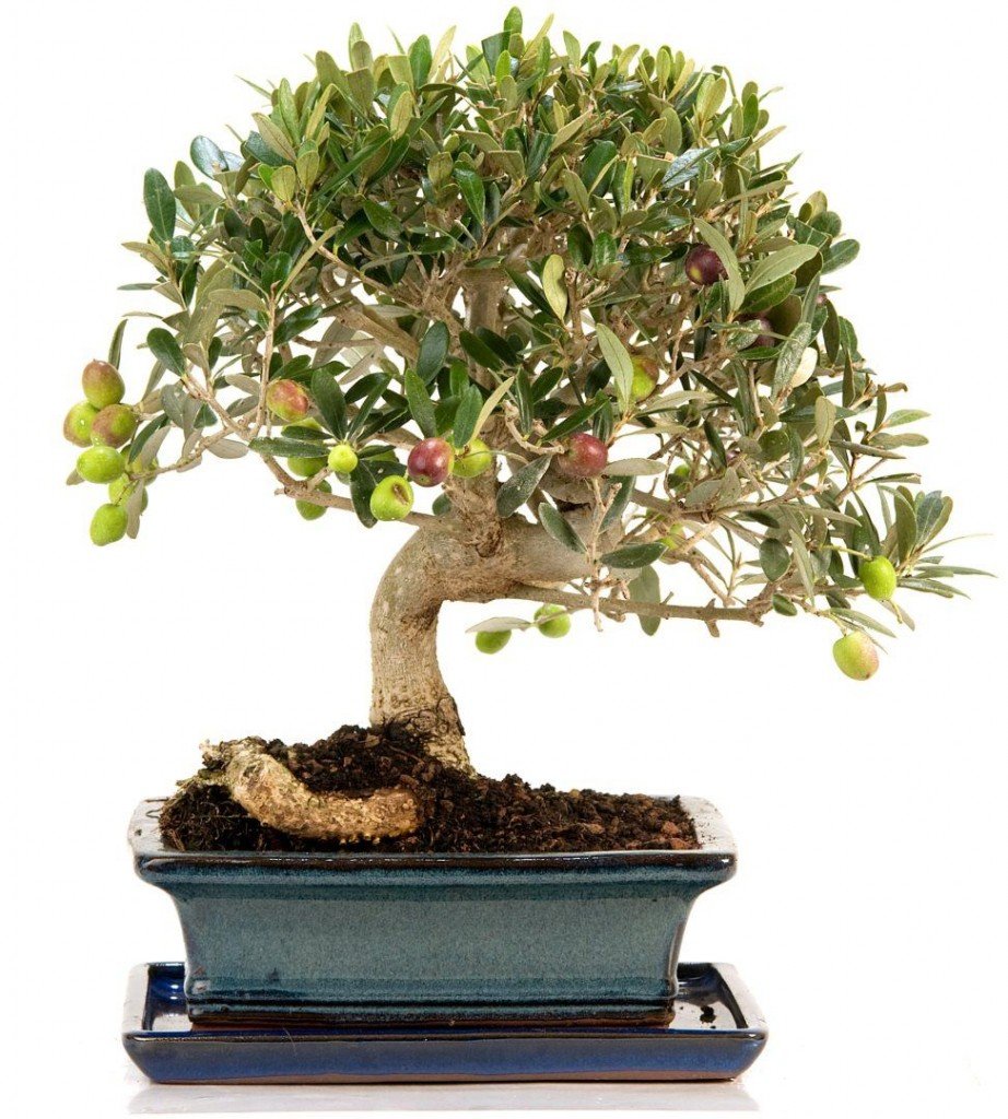 Bonsai olivo