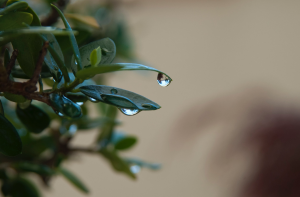 Como cuidar un bonsai