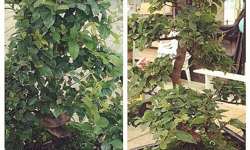 Como cuidar un bonsai