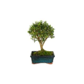 Bonsai 5 años Ilex Microphylla