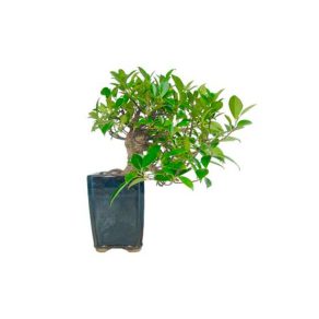 Bonsái 10 años Ficus Retusa