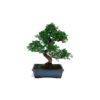 Bonsái 10 años Zelkova Parvifolia