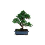 Bonsái 10 años Zelkova Parvifolia