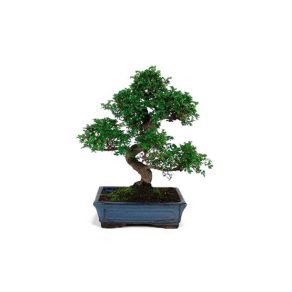 Bonsái 10 años Zelkova Parvifolia