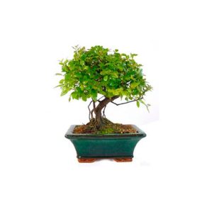 Bonsái 5 años Sageretia theezans