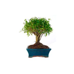 Bonsái 5 años Serissa phoetida