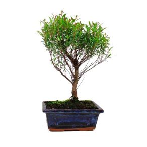 Bonsái 5 años Syzigium buxifolium