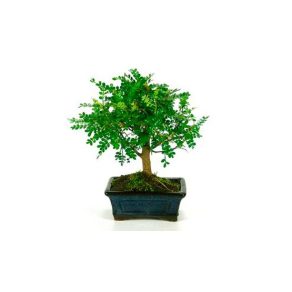 Bonsái 5 años Zanthoxylum piperitum