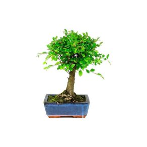 Bonsái 5 años Zelkova Parvifolia