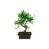 Bonsái 6 años Zelkova Parvifolia