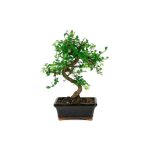 Bonsái 6 años Zelkova Parvifolia