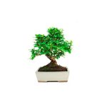 Bonsái 8 años Carmona microphylla
