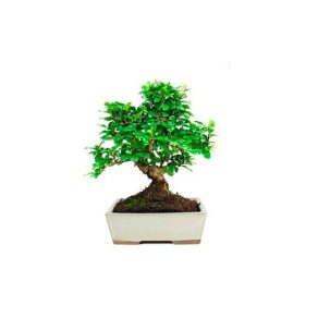 Bonsái 8 años Carmona microphylla