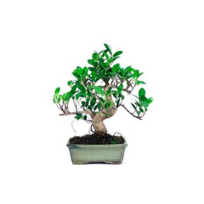 Bonsái 8 años Ficus Retusa