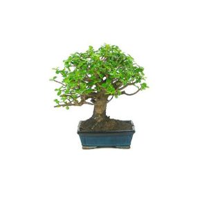 Bonsái 8 años Portucalaria Afra