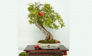 bonsai granada
