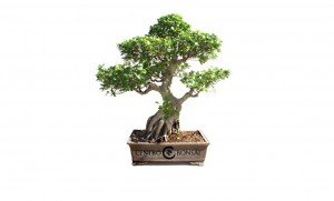 Bonsai