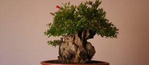 Bonsái granada