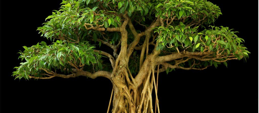 Ficus-Bonsai