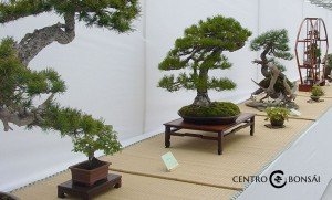 MISTRAL-BONSAI