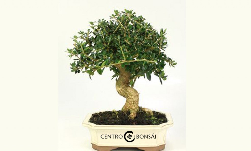 Olivo-Bonsai