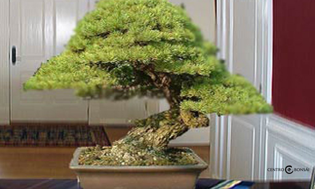 bonsais-de-interior