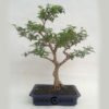 Bonsai 13 años Ligustrum sp.
