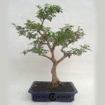 Bonsai 13 años Ligustrum sp.