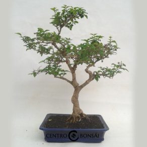 Bonsai 13 años Ligustrum sp.