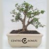Bonsai 14 años Ligustrum sp.