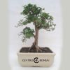 Bonsai 16 años Ligustrum sp.