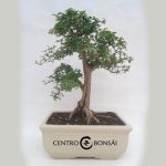 Bonsai 16 años Ligustrum sp.