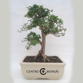 Bonsai 16 años Ligustrum sp.