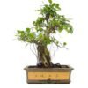 Bonsái 23 años Ficus Retusa