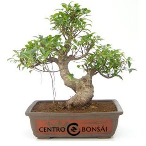 Bonsái 24 años Ficus retusa