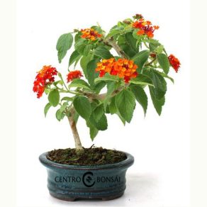 Bonsái de 5 años Lanthana cámara