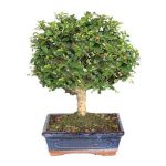 Bonsai-7-anos-Carmona-microphylla-2