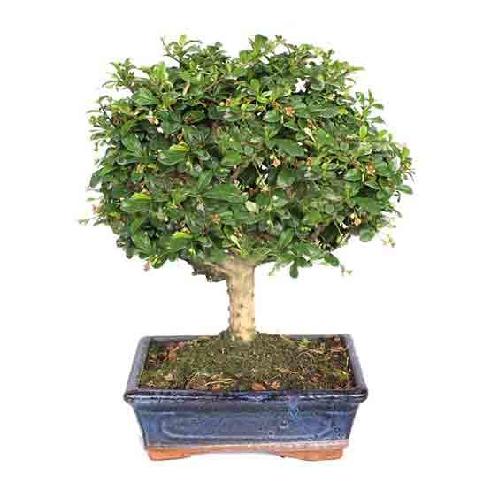 Bonsai-7-anos-Carmona-microphylla-2