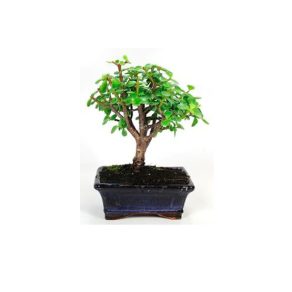 Bonsái 5 años Portucalaria Afra