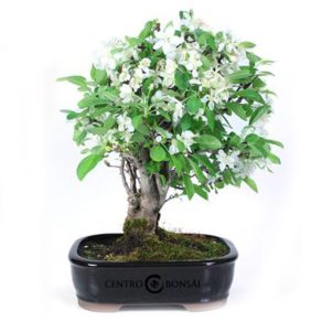 Bonsái 12 años Malus sp. ZP-E