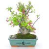 Bonsái 14 años Malus sp. ZP-E