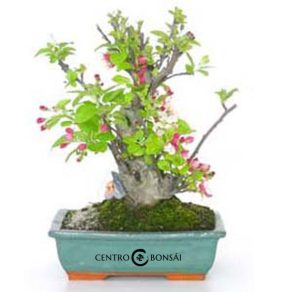 Bonsái 14 años Malus sp. ZP-E