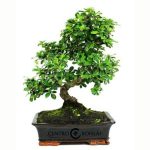 Bonsái de 16 años Carmona microphylla