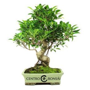 Bonsái de 16 años Ficus retusa